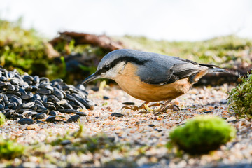 Kleiber - Sitta europaea