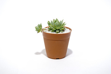 Echeveria flower plants in the Crassulaceae isolated on white background