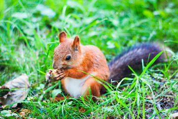 Squirrel sitting on grass and eating nut.