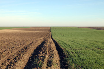 Young green wheat and plowed field agriculture landscape © goce risteski