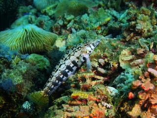 Coral fish