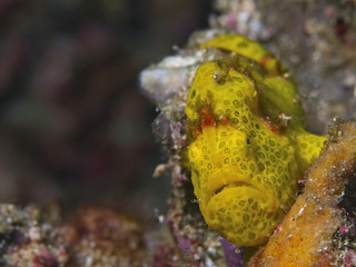 Warty frogfish, Warzen Anglerfisch (Antennarius maculatus)