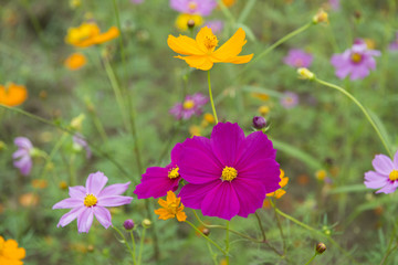 Cosmos flowers blooming in the garden