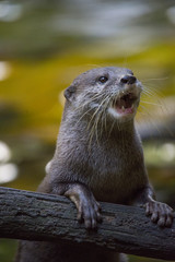otter excited for play