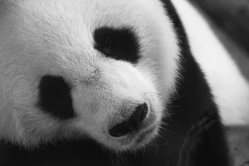 Fotobehang panda © james