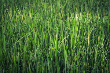 Obraz premium Green Rice Paddy Farm