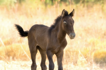 Obraz na płótnie Canvas Brown baby horse portrait close up in motion. 