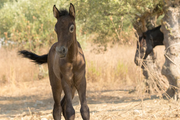 Brown baby horse portrait close up out in the nature.