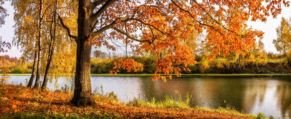 Fototapeta na wymiar Дуб с осенней кроной листьев на берегу пруда Autumn oak with yellow-red leaves