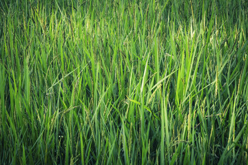 Obraz premium Green Rice Paddy Farm