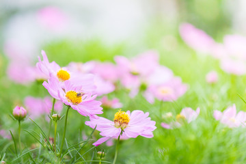 Cosmos Flowers