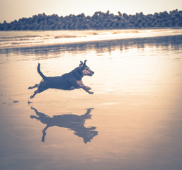 dog enjoying life