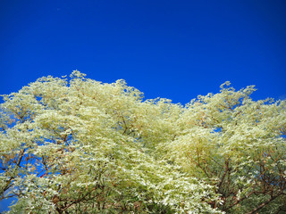 Tree with blue sky backdrop 