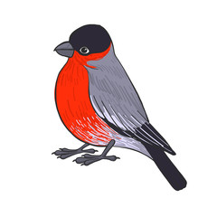 vector drawing bullfinch