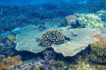 Fototapeta na wymiar Tropical coral reef and fish in Indian ocean.