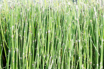 Green grass stems background. Travel botanical concept. Text space