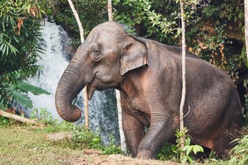 Elephant in jungle