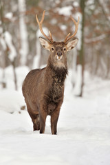 Naklejka na ściany i meble Deer in winter time