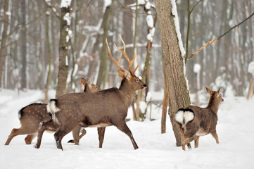 Deer in winter time