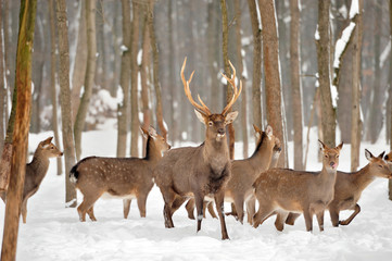 Deer in winter time