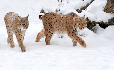 Lynx in winter day