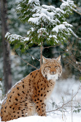 Lynx in winter day
