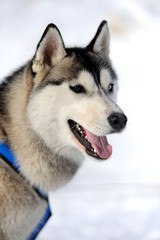 Husky dog
