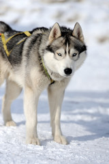 Husky dog