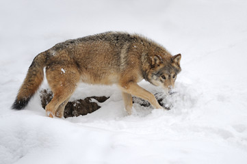 Fototapeta na wymiar Wild gray wolf in winter
