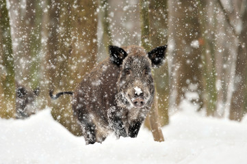 Wild boar