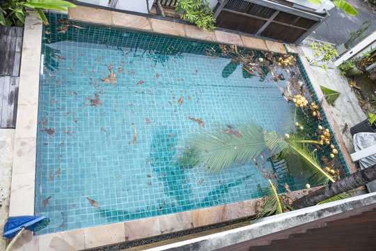 Swimming pool cleaning, Dirt in swimming pool, Coconut leaf falling into swimming pool