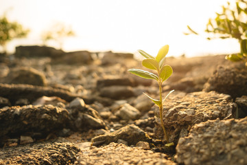 nature background closeup small plants with stone, sunshine and evening sky. image for environment, wild, scenery, idea concept