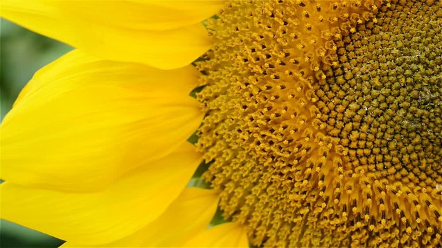 beautiful sun flower in the wind close up