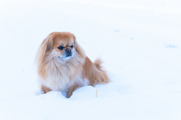 Little red senior dog at snow