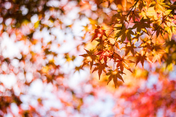 Naklejka na ściany i meble Maple leaves, Japan autumn season