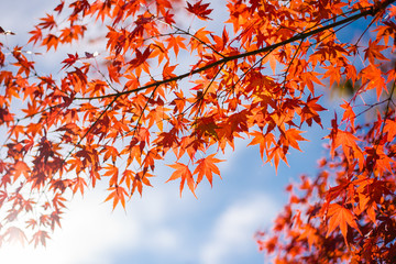 Maple leaves, Japan autumn season