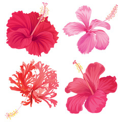 Beautifu hibiscus syriacus flowers on white background. Vector set of blooming tropical floral for wedding invitations and greeting card design.  © mamsizz