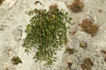 Capper plant born on the rock in the Sicilian hinterland, Italy