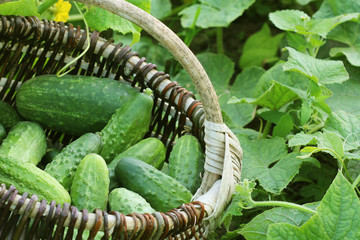 Fresh harvest of cucumbers in a basket. Gardening background with green plants
