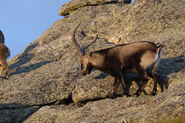 iberian wild goat