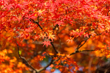 Maple leaves, Japan autumn season