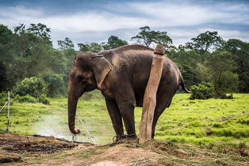 Fototapeta na wymiar Elephant chained to wooden pilar at outside near forest, Nepal