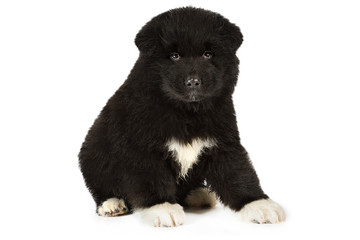 Thoroughbred American Akita puppy