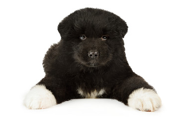 Purebred American Akita puppy