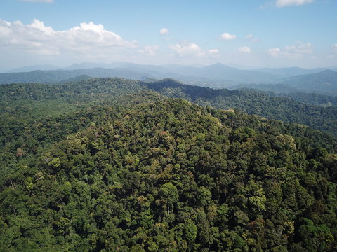 Fototapeta Rainforest