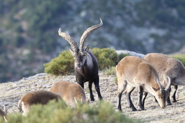 iberian wild goat