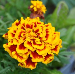 Tagetes