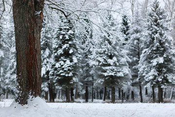 winter snow on fir tree branch
