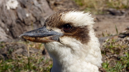 kookaburra