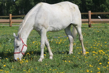 A gray horse is grazing on a green meadow, lowering its head in the bridle